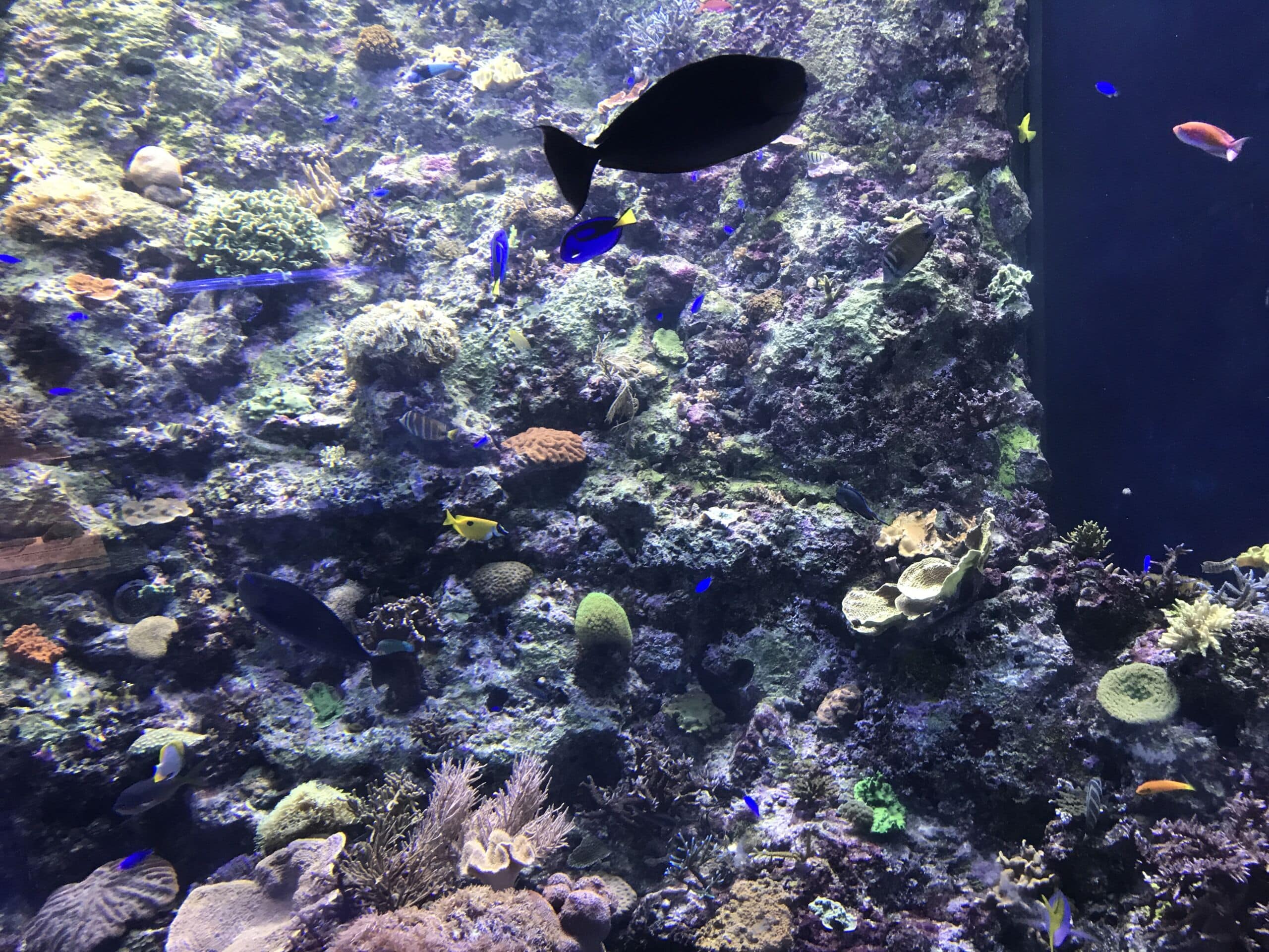 Fish Inside Frost Science Aquarium