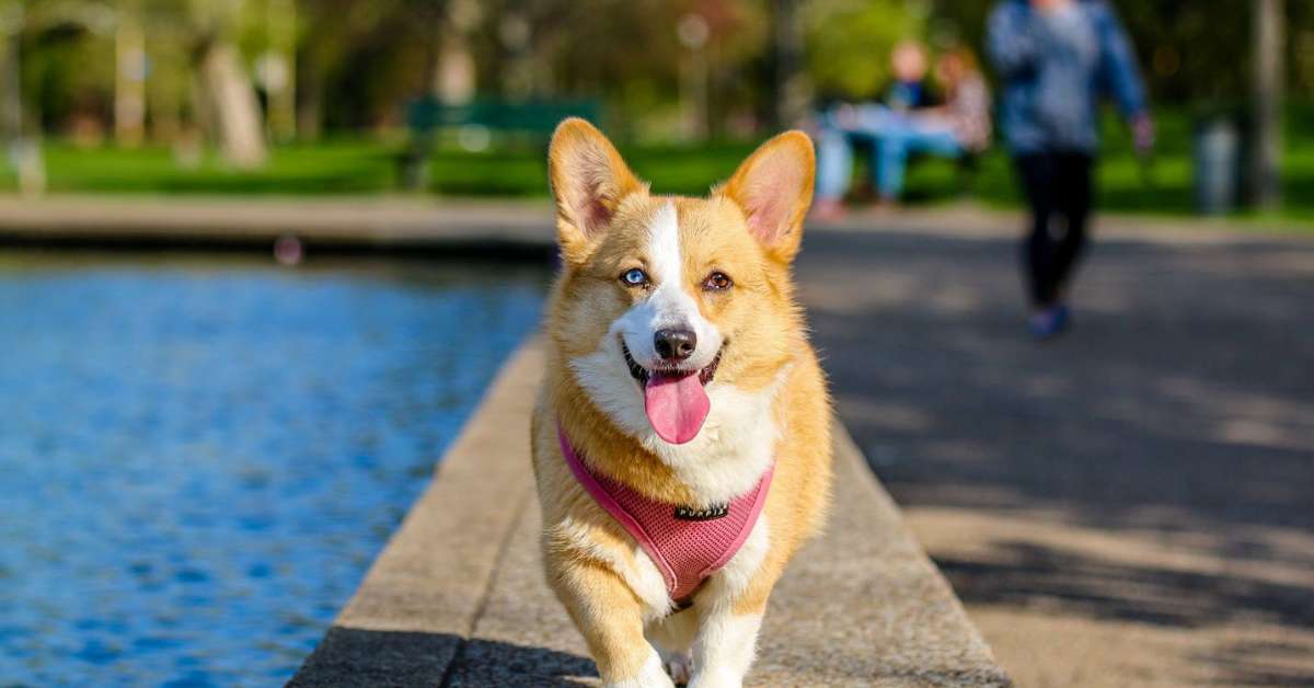 What vaccinations for your dog in Florida?